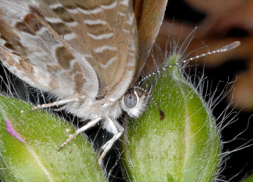 Cacyreus marshalli